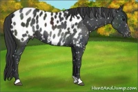 Horse Color:Black Appaloosa