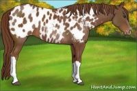 Horse Color:Chestnut Appaloosa 