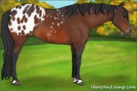 Horse Color:Bay Appaloosa 