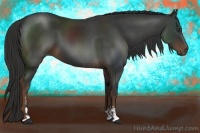 Horse Color:Liver Chestnut Sabino 