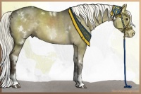 Horse Color:White Spotted Liver Red Dun Splash 