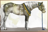 Horse Color:White Spotted Liver Chestnut Splash 