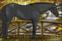 Horse Color:Black Frame 