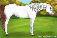 Horse Color:White Spotted Chestnut Frame 