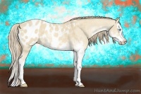 Horse Color:Perlino Dun Sabino Splash Appaloosa 