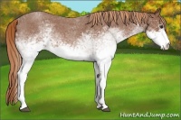 Horse Color:White Spotted Red Roan 