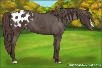 Horse Color:Liver Chestnut Appaloosa 