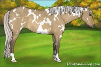 Horse Color:White Spotted Silver Buckskin Dun 