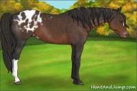 Horse Color:Liver Chestnut Appaloosa 