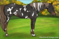 Horse Color:White Spotted Liver Chestnut 