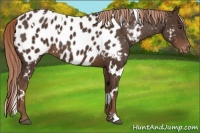 Horse Color:White Spotted Liver Chestnut Appaloosa 