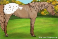 Horse Color:Red Dun Appaloosa 