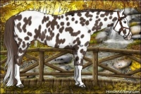 Horse Color:Liver Chestnut Splash Appaloosa 
