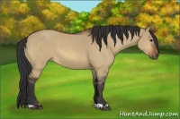 Horse Color:Bay Dun