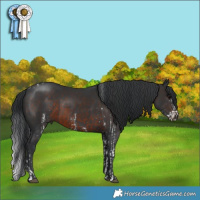Horse Color:White Spotted Black Tobiano  and Brown 