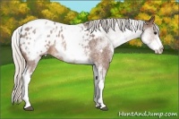 Horse Color:White Spotted Silver Brown Roan Blanket 