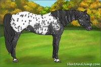 Horse Color:Blue Roan Appaloosa