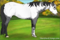 Horse Color:Blue Roan Frame Appaloosa 