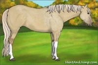 Horse Color:Chocolate Palomino Dun 