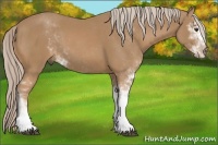 Horse Color:Palomino Sabino