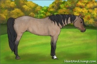 Horse Color:Brown Roan Dun 
