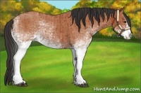 Horse Color:White Spotted Bay Roan Splash and White Spotted Bay Roan Splash