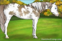 Horse Color:White Spotted Chocolate Palomino Splash