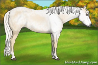 Horse Color:Gray Palomino 