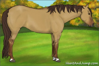 Horse Color:Gray Red Dun 