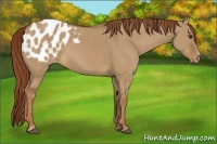 Horse Color:Red Dun Appaloosa