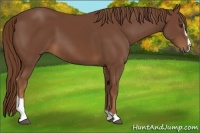 Horse Color:Chestnut Sabino