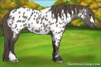 Horse Color:Smoky Grullo Appaloosa 
