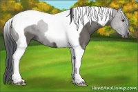 Horse Color:Grullo Tobiano