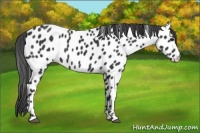 Horse Color:Black Appaloosa