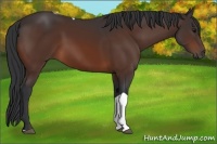 Horse Color:Brown Tobiano Rabicano