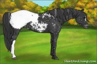 Horse Color:Black Appaloosa 