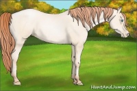 Horse Color:Amber Cream Champagne Pearl