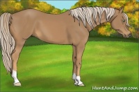 Horse Color:Palomino 