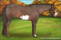 Horse Color:Liver Chestnut Frame Varnish 