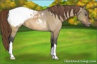 Horse Color:Buckskin Dun Appaloosa