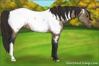 Horse Color:Brown Dun Appaloosa 