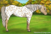 Horse Color:Palomino Dun Appaloosa 