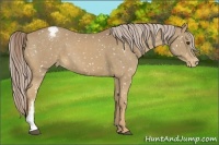 Horse Color:Palomino Appaloosa 