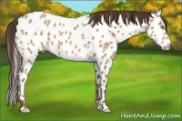Horse Color:Amber Champagne Appaloosa 