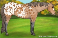 Horse Color:Bay Appaloosa 