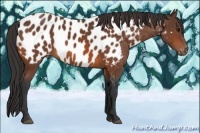 Horse Color:Bay Appaloosa