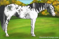 Horse Color:White Spotted Black 