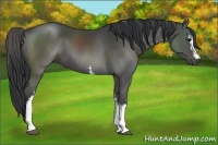 Horse Color:White Spotted Black 