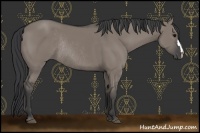 Horse Color:Grullo Rabicano 