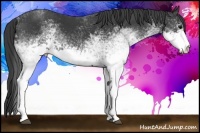 Horse Color:White Spotted Black 